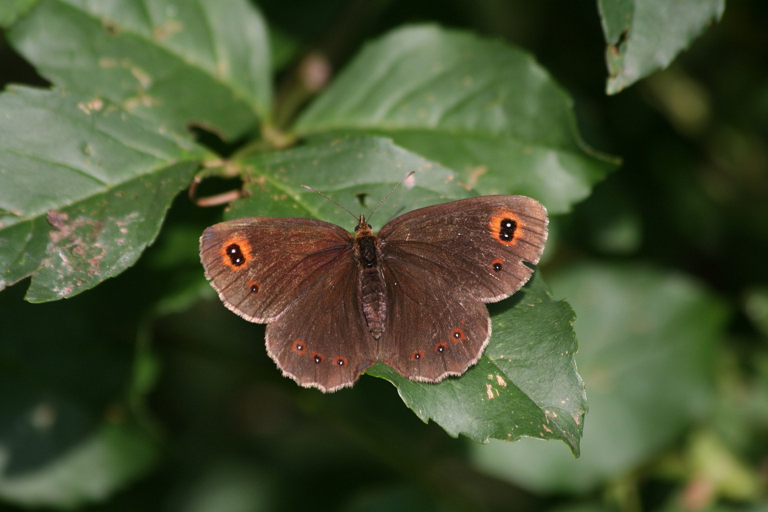 Erebia aethiops?